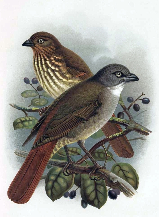 Illustration of North and South Island piopio extinct birds