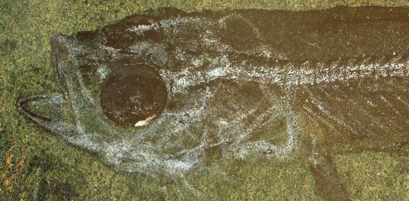 Freshwater fossil from Hindon Maar site.