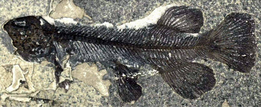 Galaxiid fish fossil from Foulden Maar.