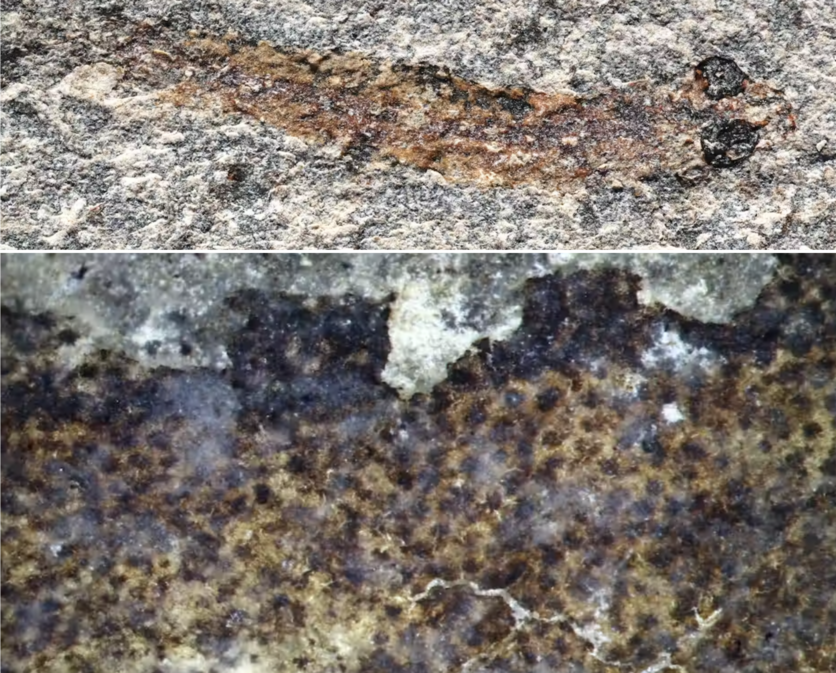 Galaxiid fossils showing colour and patterning of skin.