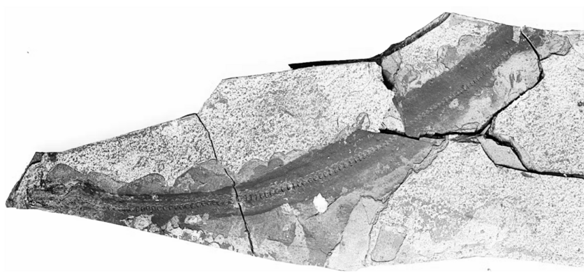 Freshwater eel fossil from Hindon Maar.