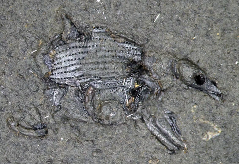 Weevil fossil from Foulden Maar.