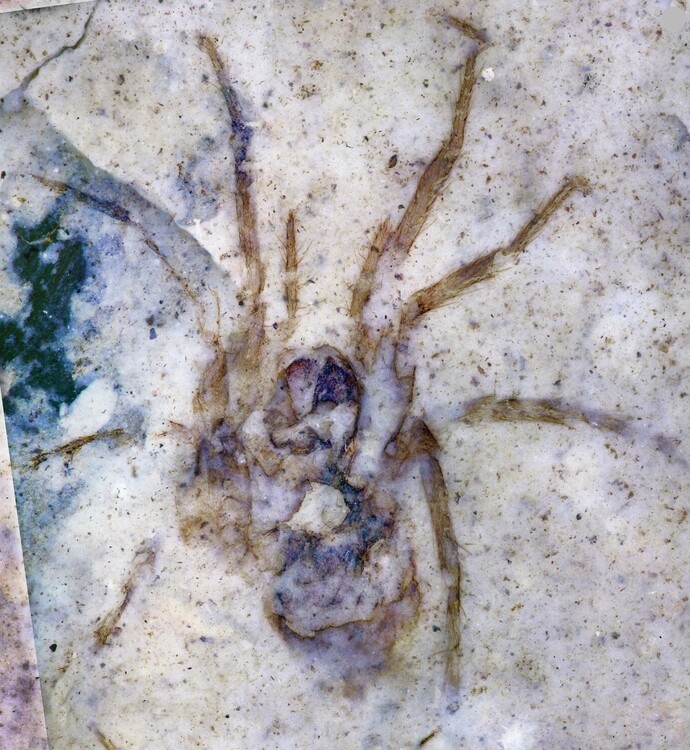 A fossilised spider from the Foulden Maar site.