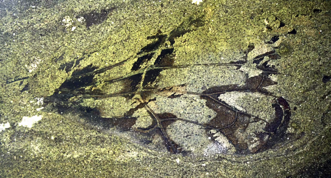 Delicate detail of a fossilised cicada wing.