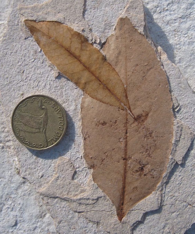 Fossilised leaves beside a NZ coin for comparison.