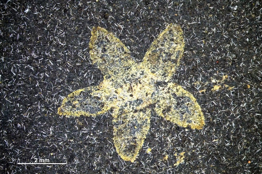 A fossil flower from the Foulden Maar site.