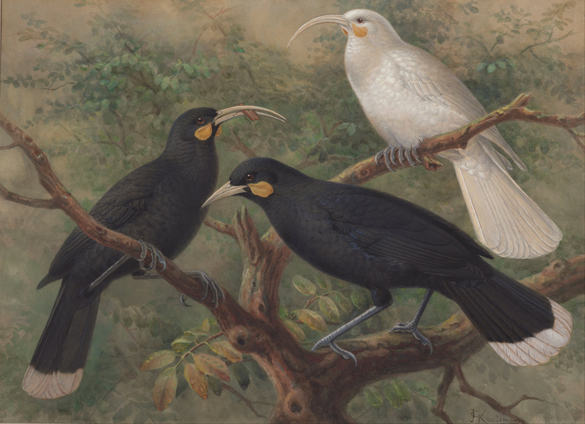Painting of Huia birds in a tree, including a female albino bird