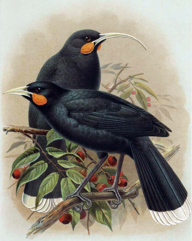 Illustration showing the difference between male and female huia