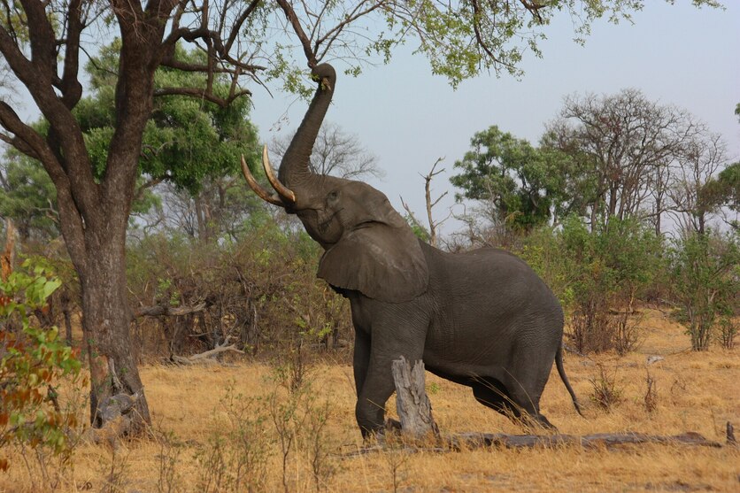 Male elephant (Loxodonta africana) reaching up to a tree