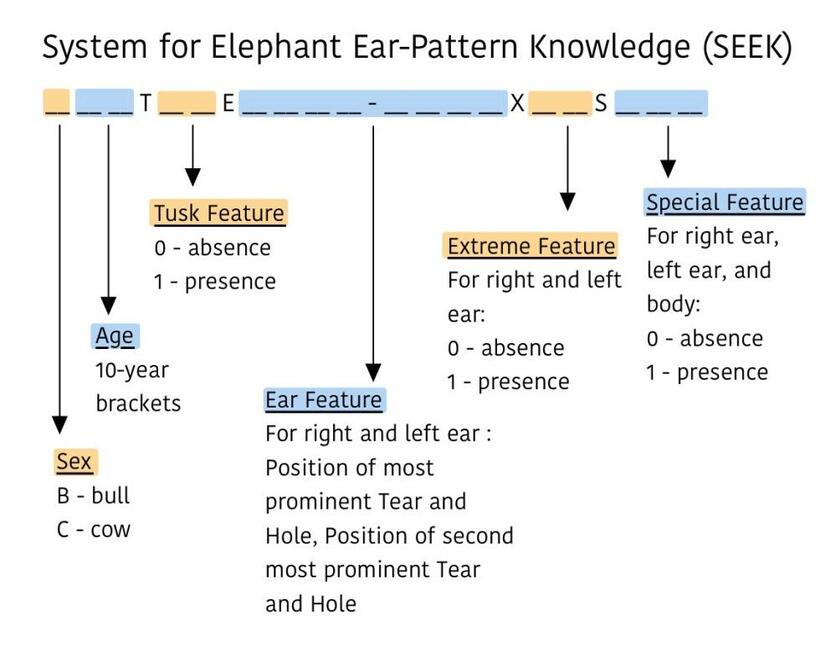 System for Elephant Ear-Pattern Knowledge (SEEK) graphic