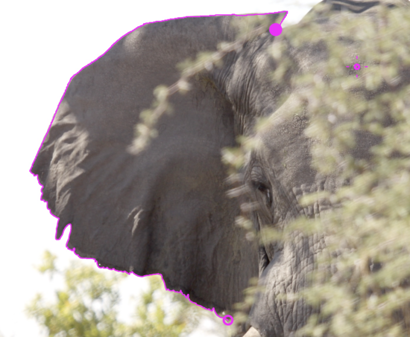 A male elephant’s ear outlined in pink