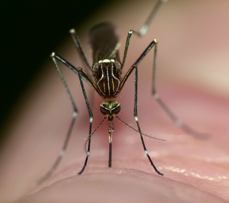 Striped mosquito Aedes notoscriptus sucking blood