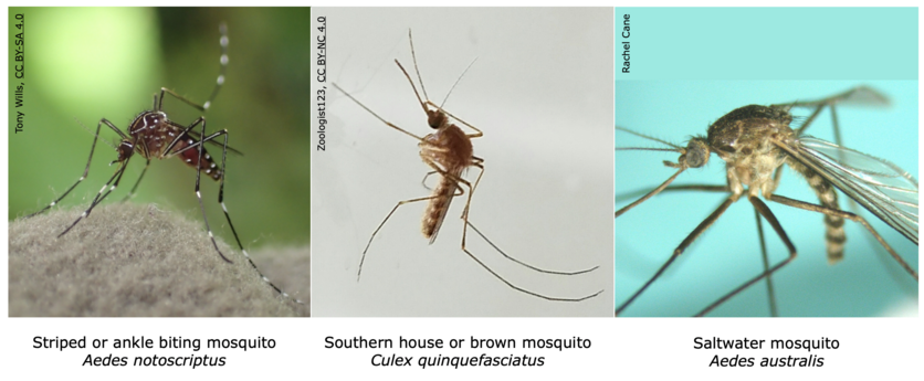 3 Introduced mosquito species in New Zealand 