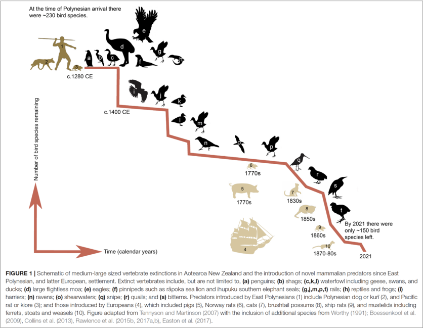 Human impacts on NZ bird biodiversity infographic. 