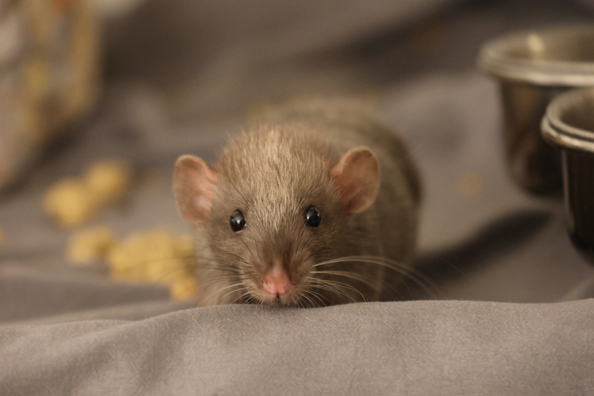 Domesticated brown baby rat looking at camera.