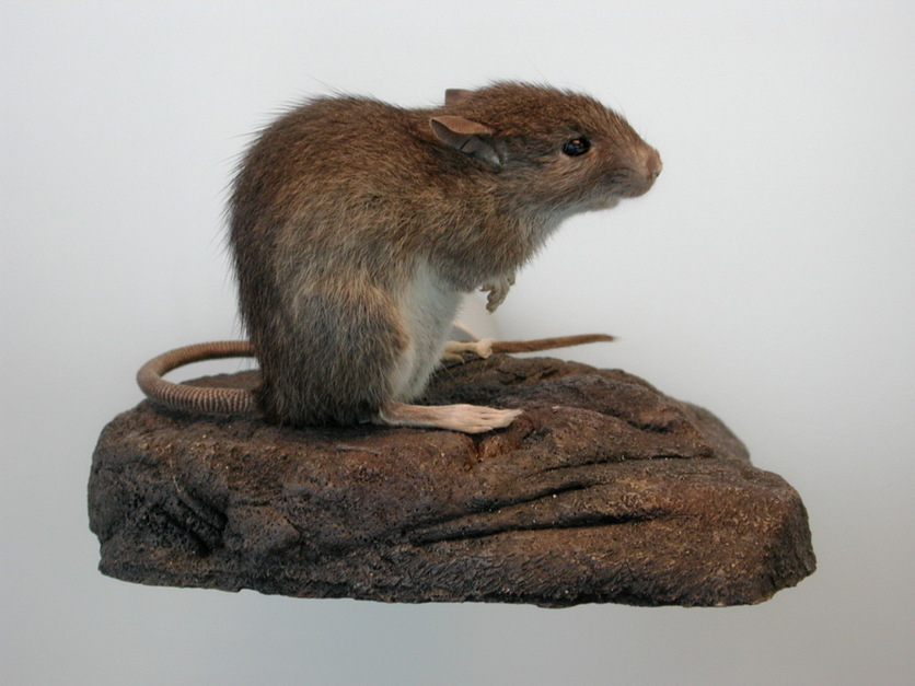 Rat with brown fur, grey and white underside, 11–13 cm long.
