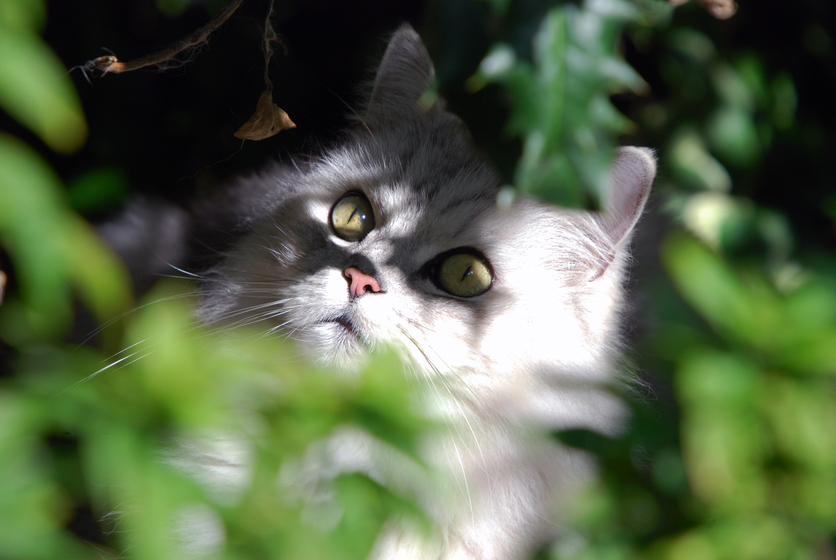 Partially hidden cat in bush watching something offscreen