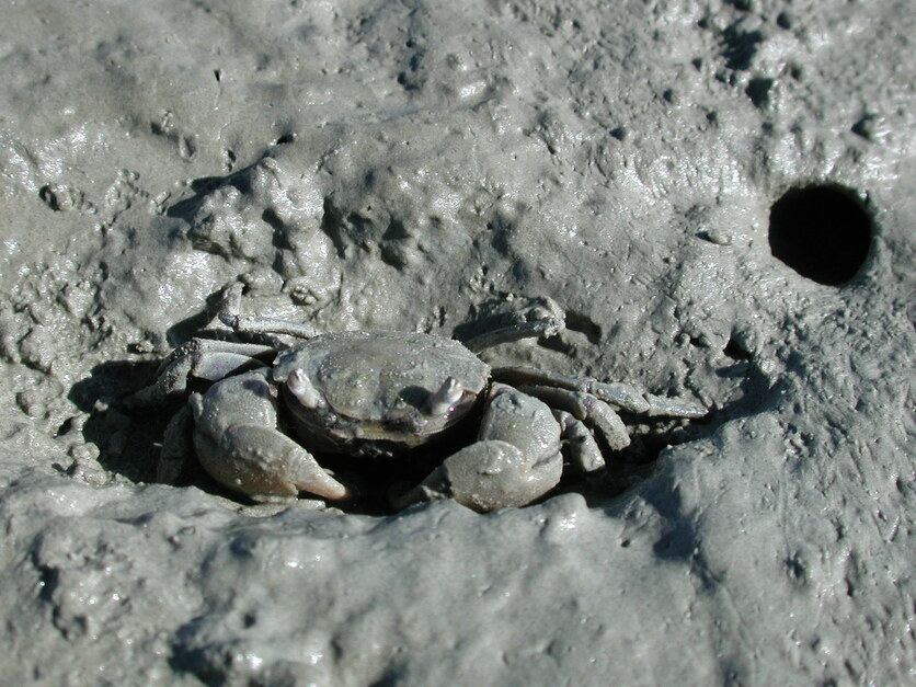Small, young crab in estuarine mud next to its hole