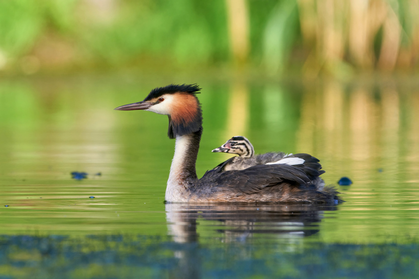 A Great crested grebe carrying young while swimming. 