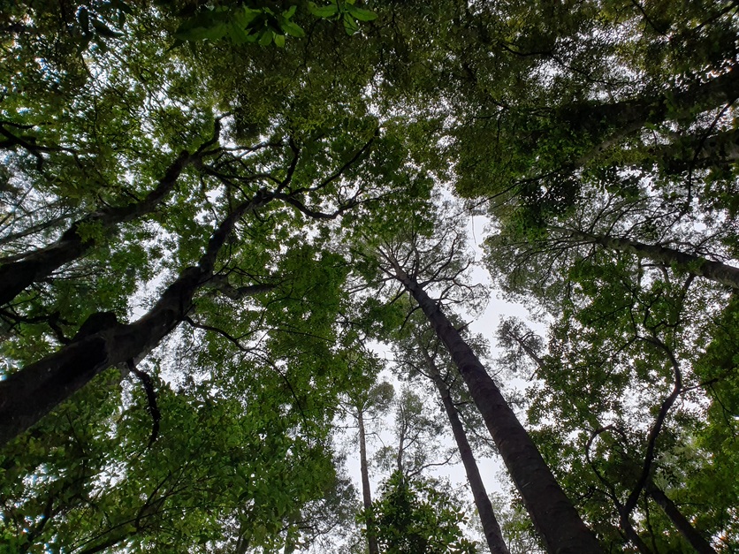New Zealand Tree canopy.