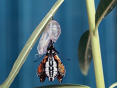 Monarch butterfly emerging from its pupa