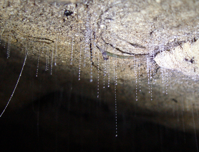Glowworms in Waitomo caves, New Zealand 
