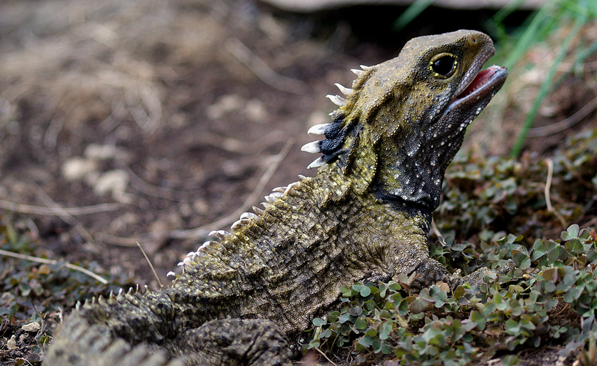 Profile of tuatara showing white spines from head to tail