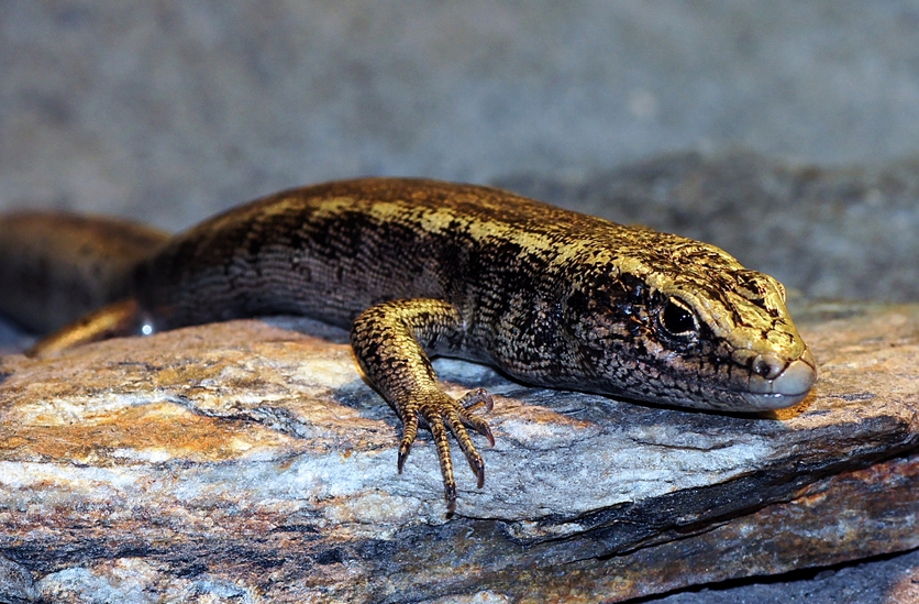 Otago skink sitting on a rock