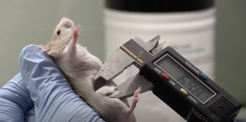 Growth on mouse’s abdomen measured using callipers.