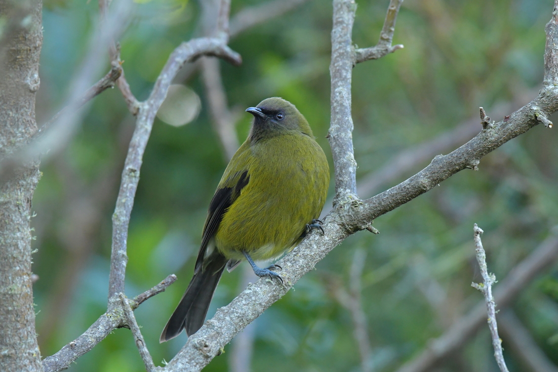 Bellbird: Olive green, dark wing & tail feathers & curved beak