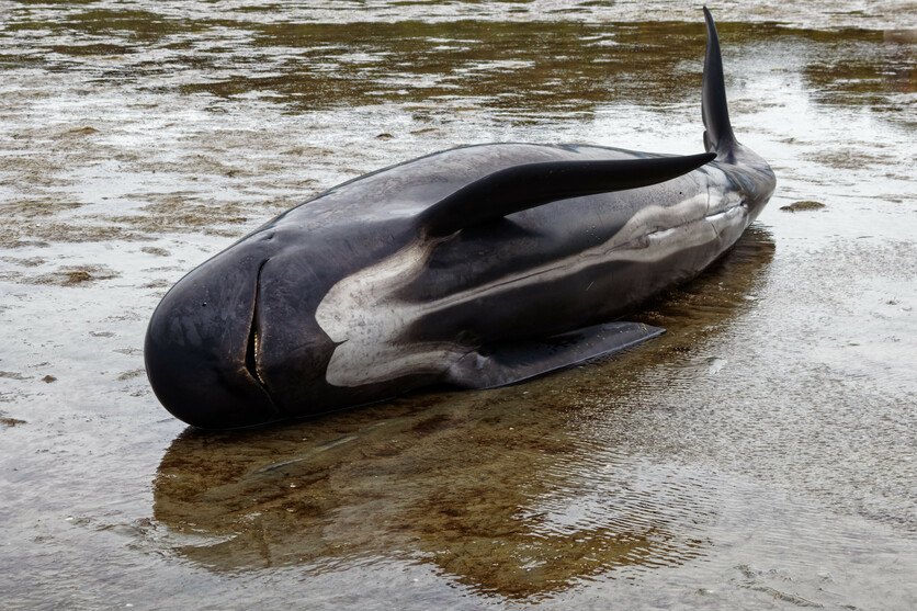 Small black Pilot whale on its side on the sand, NZ.