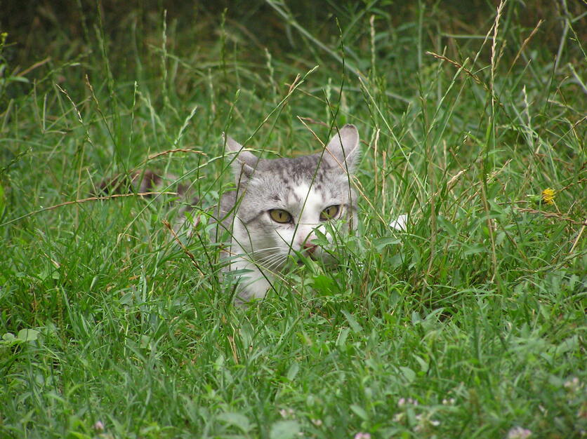 Grey and white cat partially hidden by tall green grass