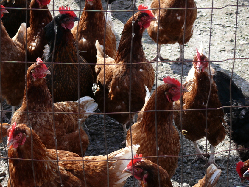 Red shaver chickens behind a fence