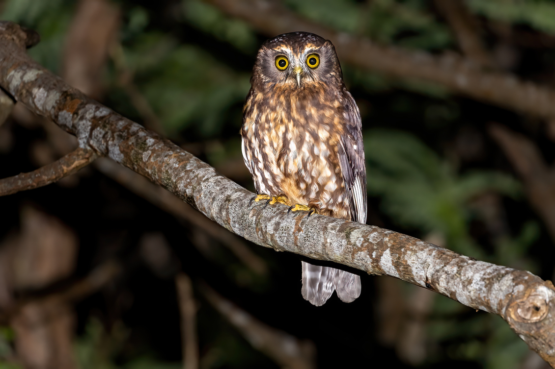 Brown feathered owl in a tree.