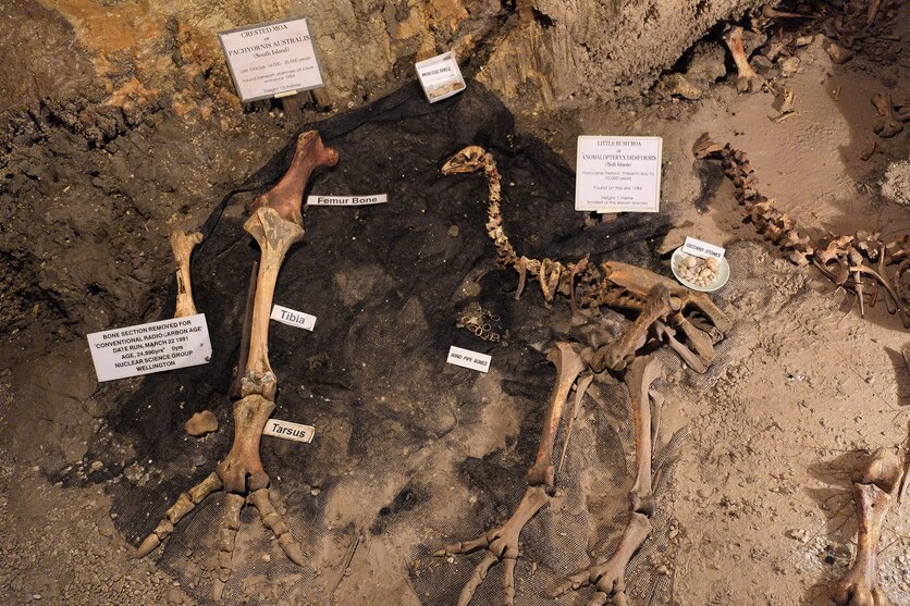 Moa skeleton and leg bones in Ngārua Caves, New Zealand