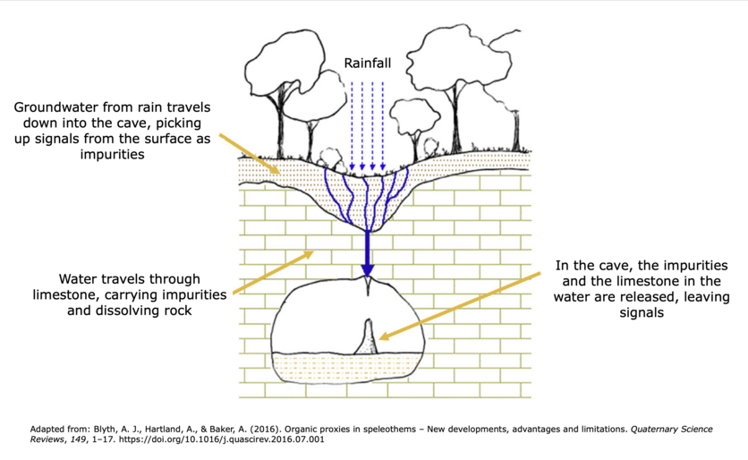 Diagram: Cross-section of rainwater travelling through limestone