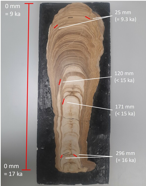 Cross-section of a stalagmite showing growth layers. 