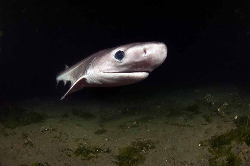 Sixgill Shark (Hexanchus griseus) Pup under water. 