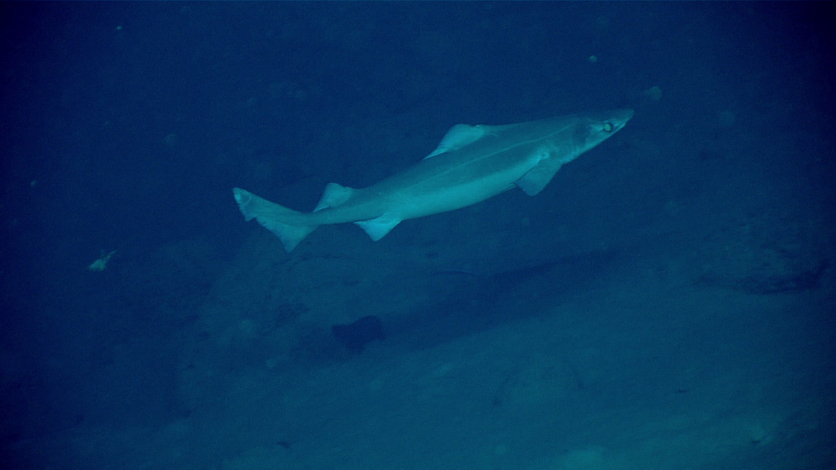 A gulper shark at a depth of 868 meters (2,848 feet). 