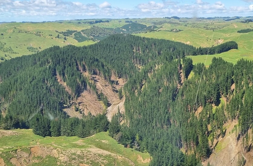 New Zealand Steep landscape with pine trees and erosion