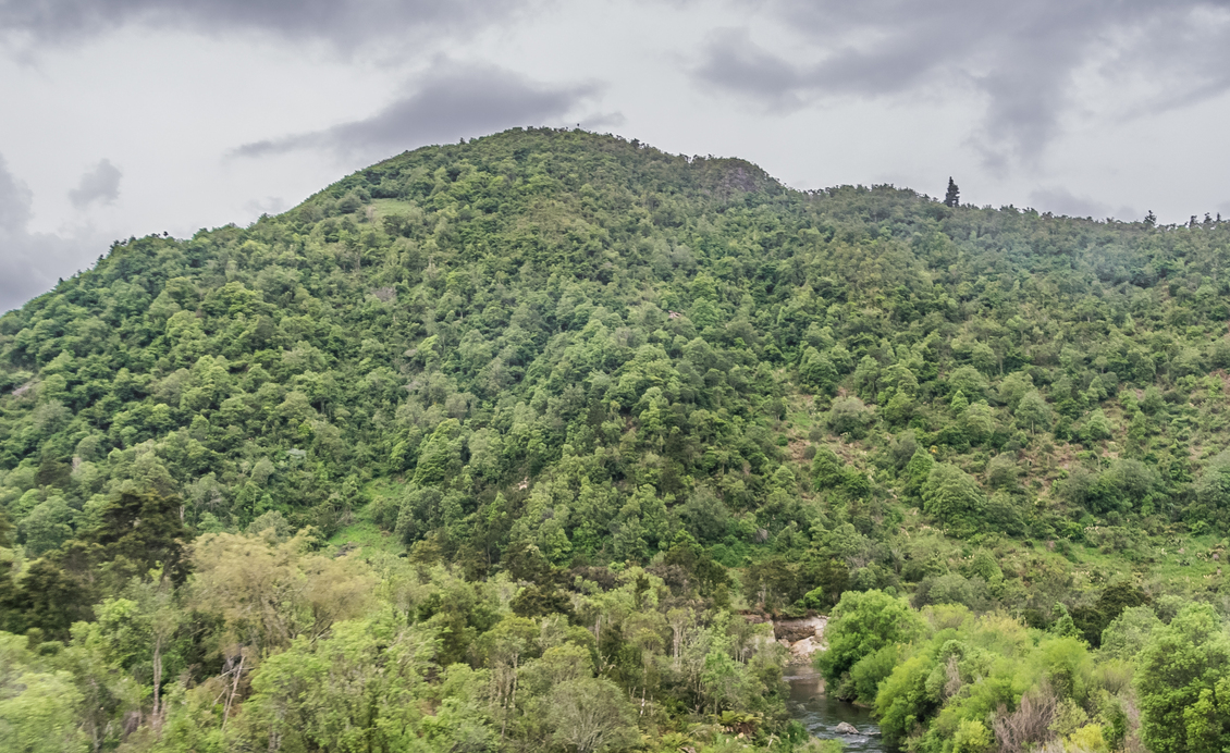 Steep landscape with mature native forest in New Zealand