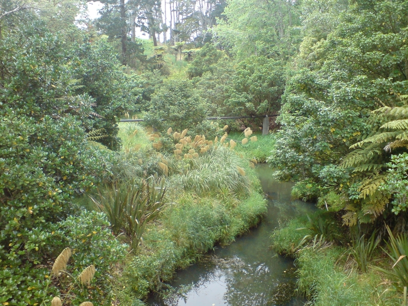 Creek surrounded by healthy vegetation 