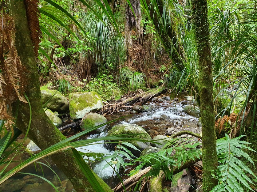 New Zealand small stream bordered by native vegetation. 