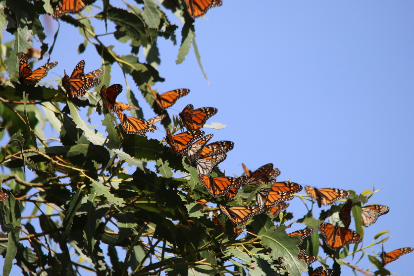 Monarch butterflies perched on Eucalyptus tree. 