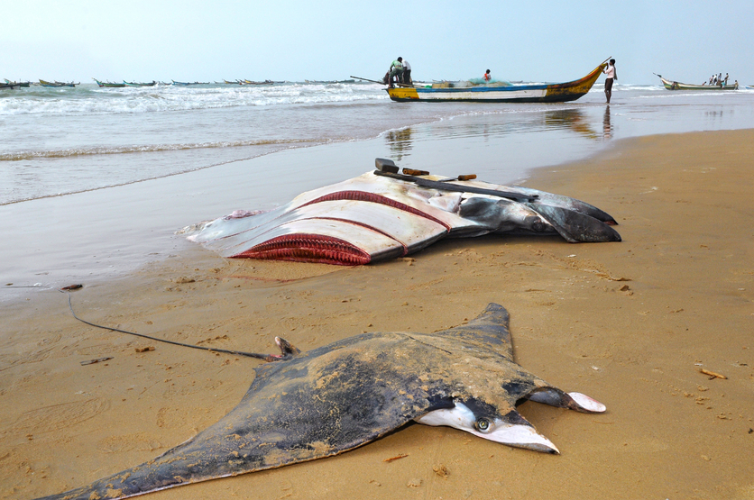 Dead manta rays on beach with fishing boats