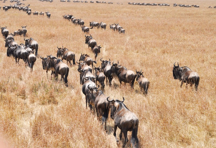 Large numbers of wildebeest migrating in Africa. 