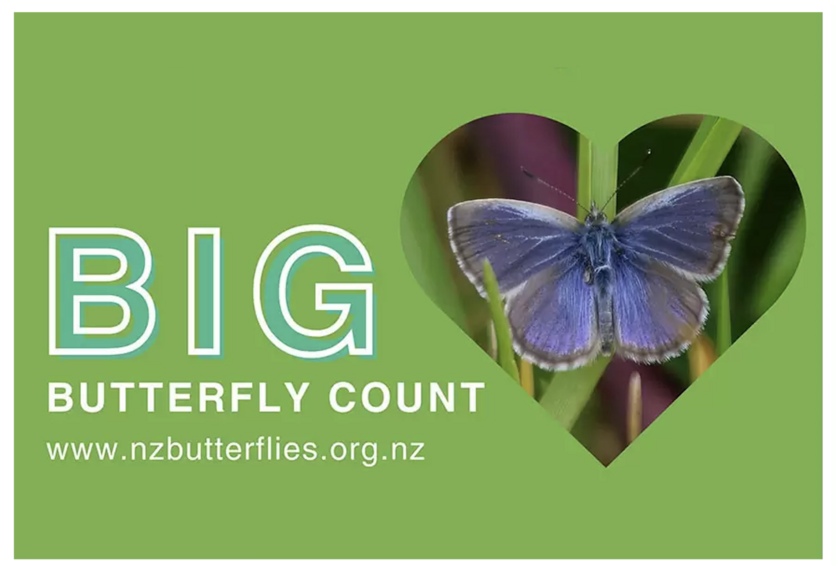 The Big Butterfly Count logo with Zizina oxleyi butterfly. 