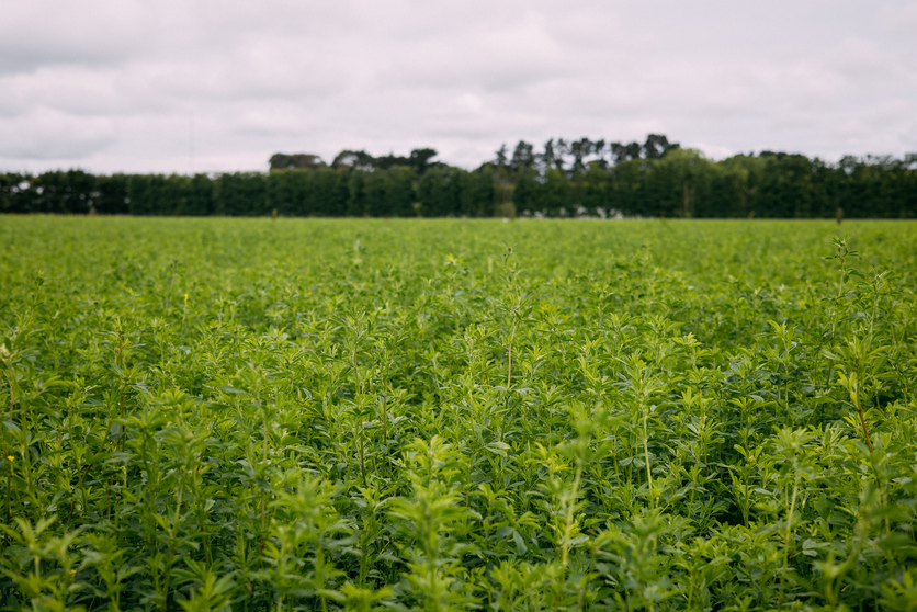 Field of green plants Lucerne (Medicago sativa) growing in NZ