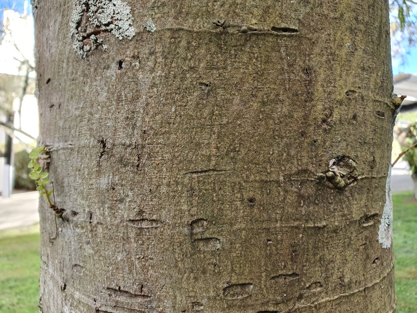Kōwhai Tree bark, light brown, with a mostly smooth texture