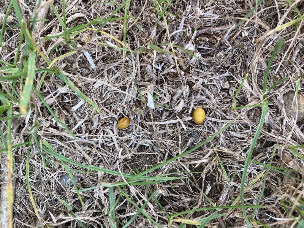 Two small yellow seed embedded in grass